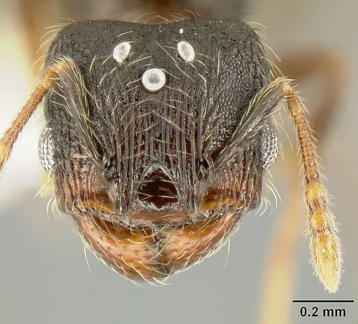 Pheidole carinote specimen CASENT0608842 image casent0608842_2