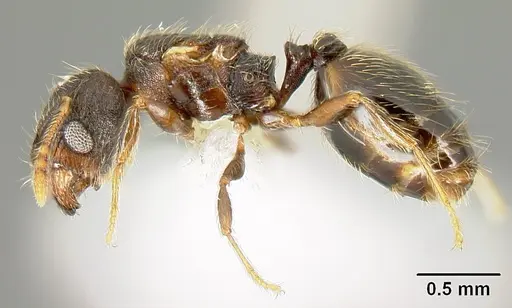 Pheidole carinote specimen CASENT0608842 image casent0608842_3