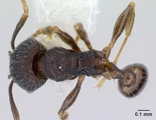 Pheidole carinote specimen CASENT0608843 image casent0608843_1