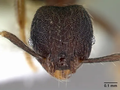 Pheidole carinote specimen CASENT0608843 image casent0608843_2