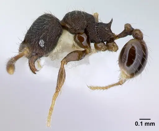 Pheidole carinote specimen CASENT0608843 image casent0608843_3