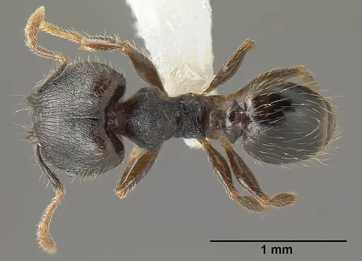 Pheidole carinote specimen JTLC000014045 image jtlc000014045_1