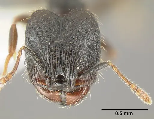 Pheidole carinote specimen JTLC000014045 image jtlc000014045_2