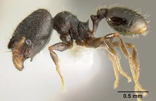 Pheidole carinote specimen JTLC000014045 image jtlc000014045_3