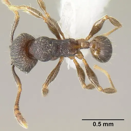 Pheidole carinote specimen JTLC000014049 image jtlc000014049_1