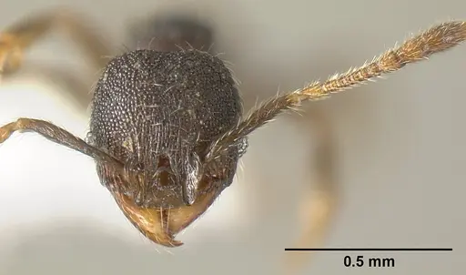 Pheidole carinote specimen JTLC000014049 image jtlc000014049_2
