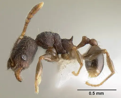 Pheidole carinote specimen JTLC000014049 image jtlc000014049_3