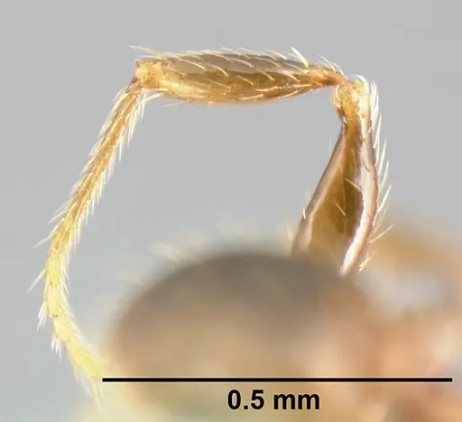 Pheidole carinote specimen JTLC000014049 image jtlc000014049_4