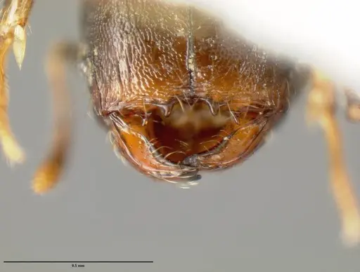 Pheidole carinote specimen JTLC000014050 image jtlc000014050_1