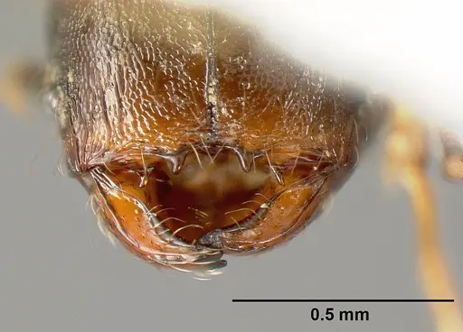 Pheidole carinote specimen JTLC000014050 image jtlc000014050_2