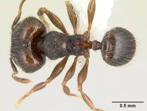 Pheidole carinote specimen JTLC000014056 image jtlc000014056_1