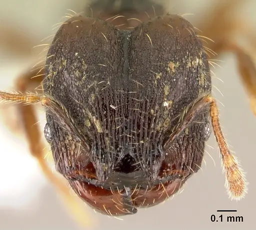 Pheidole carinote specimen JTLC000014056 image jtlc000014056_2