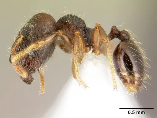 Pheidole carinote specimen JTLC000014056 image jtlc000014056_3