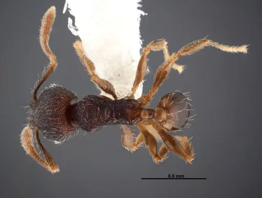 Pheidole carinote specimen JTLC000014059 image jtlc000014059_1