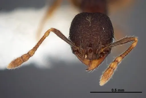 Pheidole carinote specimen JTLC000014059 image jtlc000014059_2