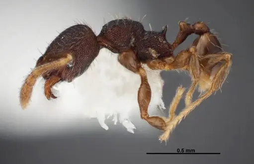 Pheidole carinote specimen JTLC000014059 image jtlc000014059_3