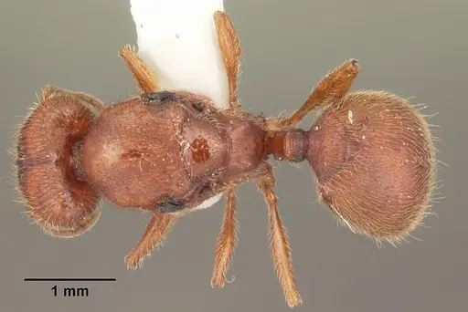 Pheidole carrolli specimen CASENT0104285 image casent0104285_1