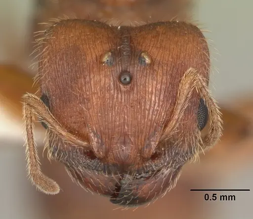 Pheidole carrolli specimen CASENT0104285 image casent0104285_2
