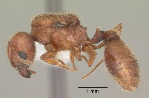 Pheidole carrolli specimen CASENT0104285 image casent0104285_3