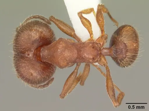 Pheidole carrolli specimen CASENT0104286 image casent0104286_1