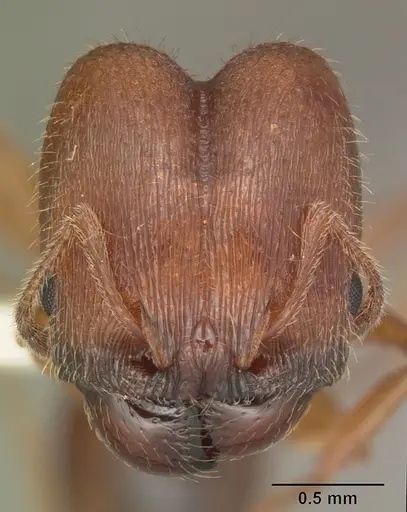 Pheidole carrolli specimen CASENT0104286 image casent0104286_2