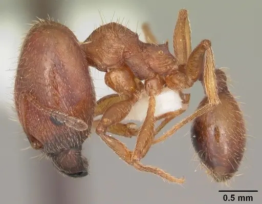 Pheidole carrolli specimen CASENT0104286 image casent0104286_3