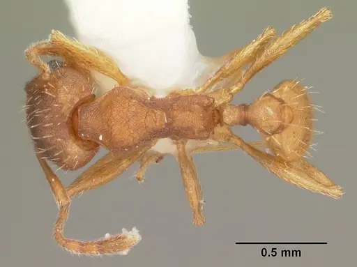 Pheidole carrolli specimen CASENT0104287 image casent0104287_1