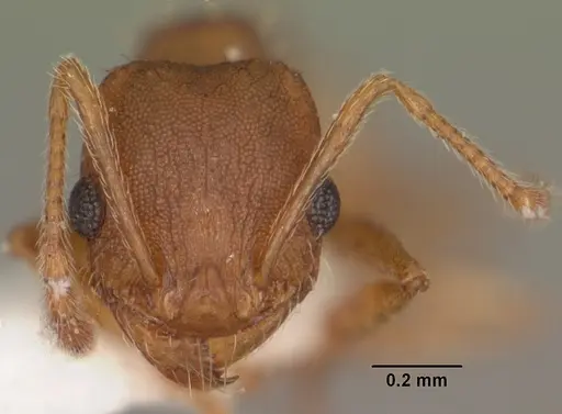 Pheidole carrolli specimen CASENT0104287 image casent0104287_2