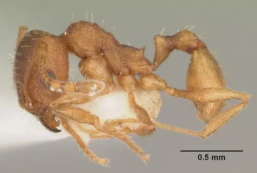 Pheidole carrolli specimen CASENT0104287 image casent0104287_3