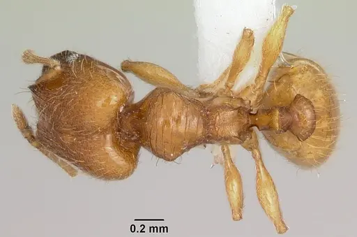 Pheidole casta specimen CASENT0104746 image casent0104746_1