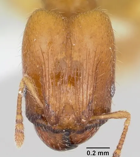 Pheidole casta specimen CASENT0104746 image casent0104746_2
