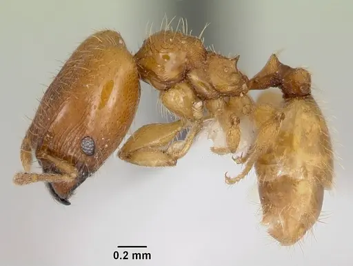 Pheidole casta specimen CASENT0104746 image casent0104746_3