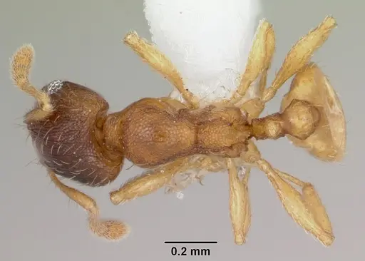 Pheidole casta specimen CASENT0104747 image casent0104747_1