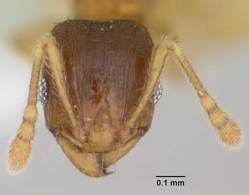 Pheidole casta specimen CASENT0104747 image casent0104747_2