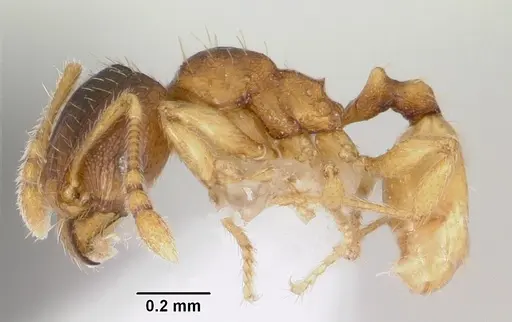 Pheidole casta specimen CASENT0104747 image casent0104747_3