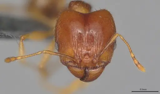 Pheidole casta specimen CASENT0389487 image casent0389487_1