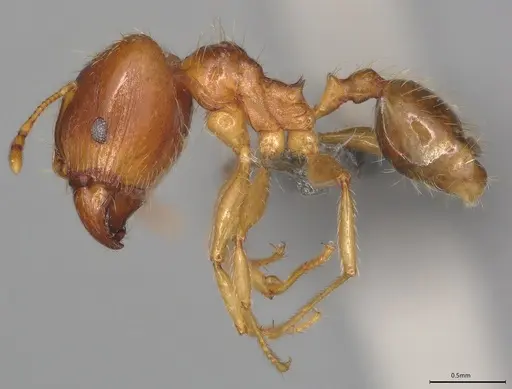 Pheidole casta specimen CASENT0389487 image casent0389487_2