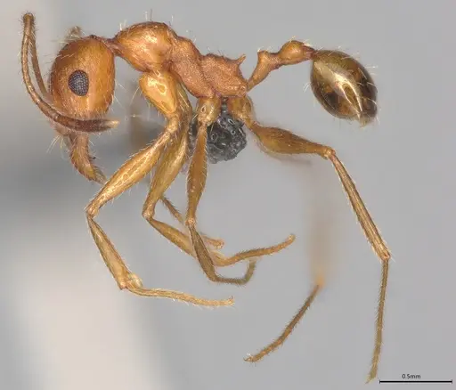 Pheidole casta specimen CASENT0770391 image casent0770391_1