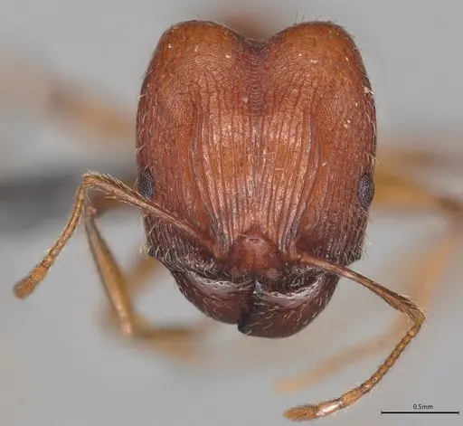Pheidole casta specimen CASENT0770393 image casent0770393_1