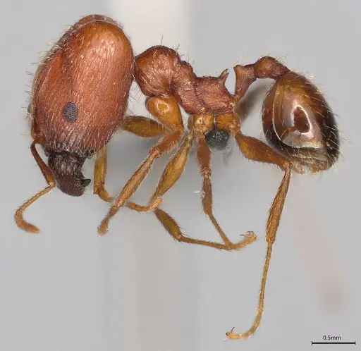 Pheidole casta specimen CASENT0770393 image casent0770393_2