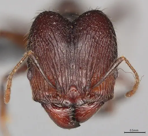 Pheidole casta specimen CASENT0774534 image casent0774534_1