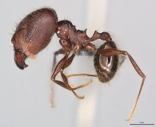 Pheidole casta specimen CASENT0774534 image casent0774534_2