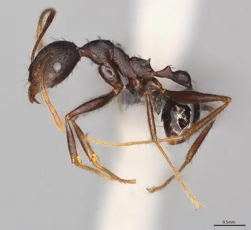 Pheidole casta specimen CASENT0775527 image casent0775527_1