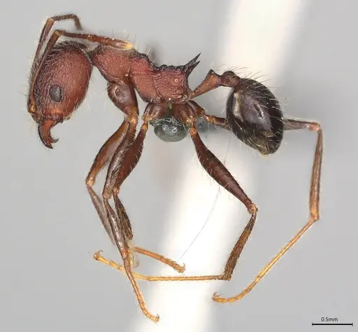 Pheidole casta specimen CASENT0775933 image casent0775933_1