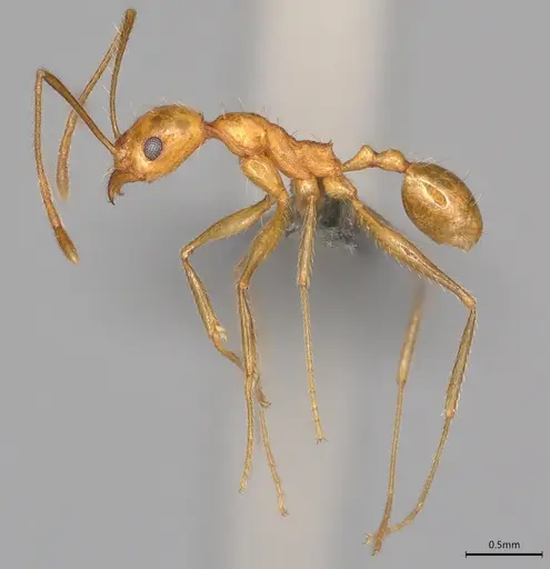 Pheidole casta specimen CASENT0775996 image casent0775996_1