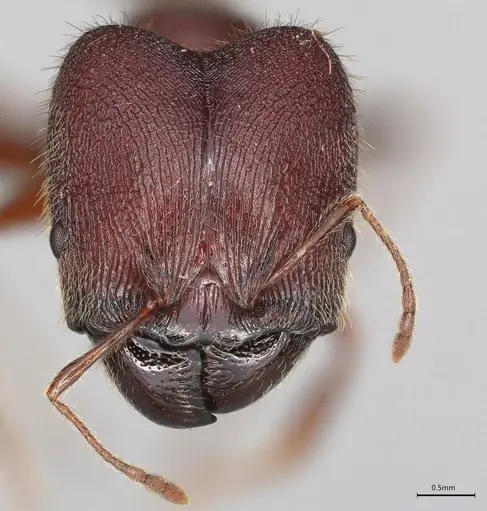 Pheidole casta specimen CASENT0777549 image casent0777549_1