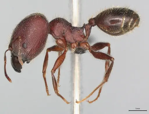 Pheidole casta specimen CASENT0777549 image casent0777549_2