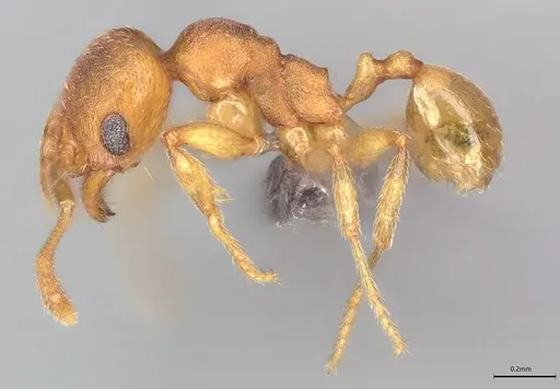 Pheidole casta specimen CASENT0778243 image casent0778243_1