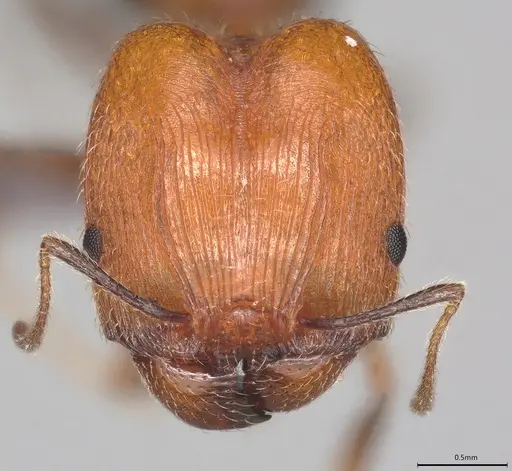 Pheidole casta specimen CASENT0778366 image casent0778366_1