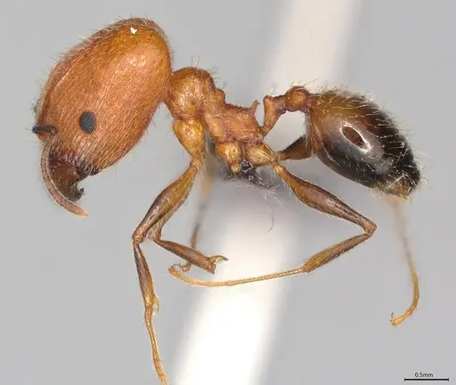 Pheidole casta specimen CASENT0778366 image casent0778366_2